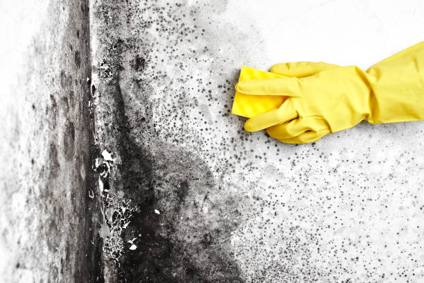 Best Basement Mold Removal  in Lanett, AL