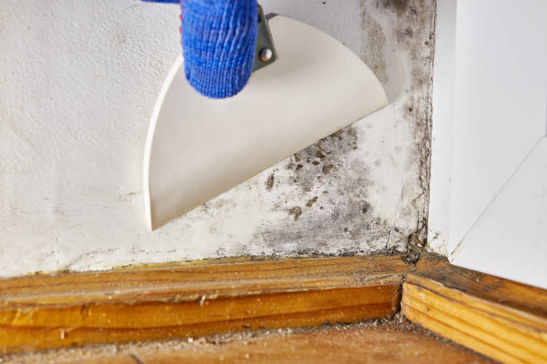 Mold Documentation for Insurance Claims in Lanett, AL